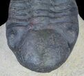 Bargain, Reedops Trilobite - Atchana, Morocco #62074-3